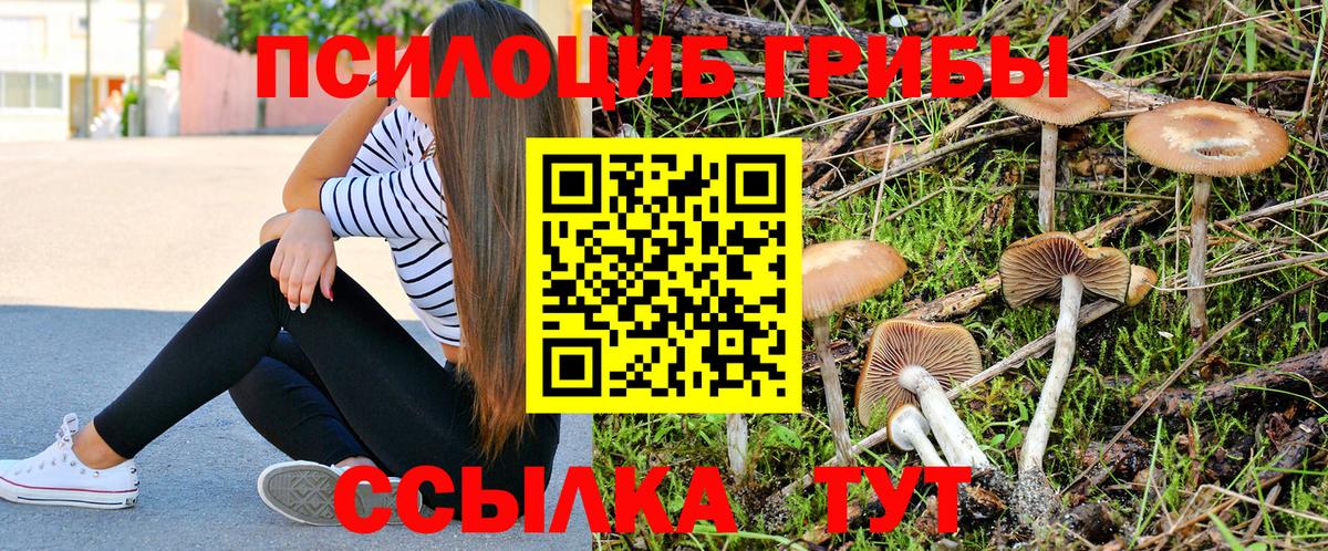 Тимашёвск  Псилоцибиновые грибы GOLDEN TEACHER  Псилоцибиновые грибы прущие грибы  Вход с VPN 